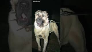 Perros que le ganan a un Cane corso🔥 [upl. by Tadeo]