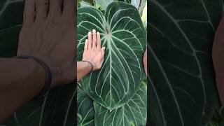 Anthurium king of spades plants tumbuhanhutan nature [upl. by Isahella223]