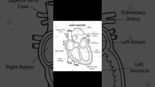 Heart anatomy NEET EXAM BSHTGeniusonlineclasses14 [upl. by Cousin]