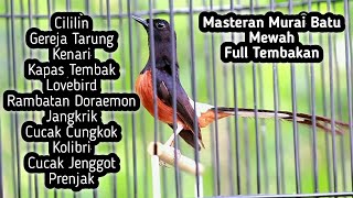 MASTERAN MURAI BATU FULL ISIAN TEMBAKAN CILILIN KENARI KAPAS TEMBAK GEREJA CUNGKOK LOVEBIRD RAMBATAN [upl. by Ahsykal853]