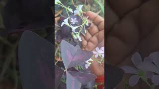 Oxalis Triangularis Plant beautiful flowersleaves cutegardeningshortscreativesweethome ❤️🤗🥰🎉 [upl. by Hgielek]