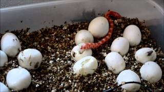 Corn Snake Hatching New born corn snake emerges from its egg for the first time [upl. by Orutra931]