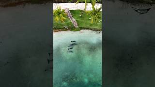 The Best Resort In Hawaii is Home to Dolphins Hiltonwaikoloavillage [upl. by Terrel]