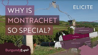 The Most Expensive White Wines In The World A Guide To Montrachet Wines [upl. by Aivin]