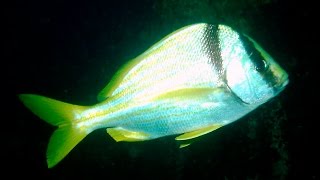 Porkfish quotAnisotremus virginicusquot Grunt Family [upl. by Amitie]