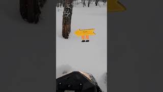 snowmobile fails runningtrees Следите за перебегающими деревьями  Подпишись [upl. by Eadwine437]