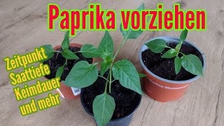 Paprika anbauen Aussäen und pikieren Vorziehen von Paprika Pflanzen Anzucht [upl. by Lemrahc847]