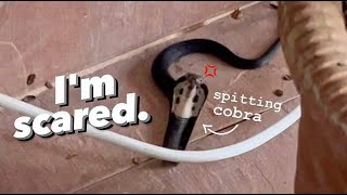 Caught a SPITTING COBRA in my HOUSE   Hope my Dog didn’t get bit [upl. by Shyamal]