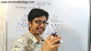 ELISA test procedure  what is elisa assay [upl. by Diarmid560]