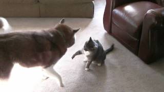 Husky vs tough cat [upl. by Erland]