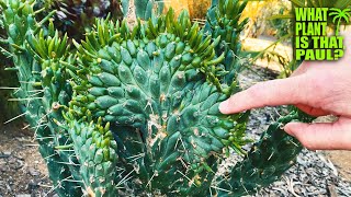 Crested Eves Needle Austrocylindropuntia subulata Cristata Variegated  Thorny  Crested [upl. by Leynad8]