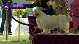 Spaniels Clumber  Breed Judging 2023 [upl. by Irovi942]