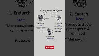 Arrangement of Xylem Endarch Exarch and Mesarch Explained  Plant Anatomy Made Easy [upl. by Bostow]