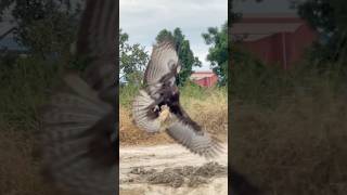 How hawk eagle hunted bird of prey for food in their living food hunting foryou nature amazing [upl. by Grote902]