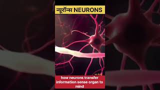 Neuronsन्यूरॉनhow neurons transmit informationneuron diagram shorts short viralvideo trending [upl. by Livvyy]