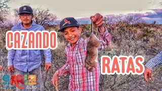 Ratas de campo en Villa de Cos Zacatecas Tradición ancestral [upl. by Atinod718]