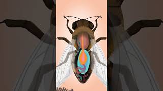 Pourquoi les Abeilles Meurentelles  abeilles science [upl. by Beore]