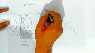 Drawing formation of spinal nerve for exam  biology  labelled diagram [upl. by Hsot]