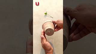 Grow jasmine plant from cutting gardening shorts plants [upl. by Rip621]