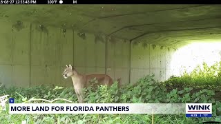 Florida panthers given 500 acres of land to safely roam in SWFL [upl. by Ternan]