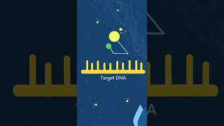 ProbeBased qPCR vs DyeBased qPCR [upl. by Ardnuaed]