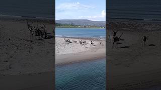 🇳🇴 Reindeer spending time at the beach in Varanger peninsula near Vardø [upl. by Idahs]