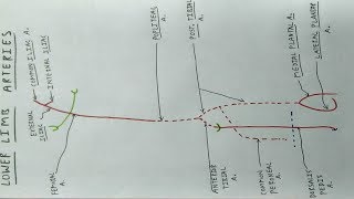 Lower Limb Arteries  Part 1  Femoral Popliteal Tibial Artery  TCML [upl. by Manolo]