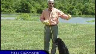 Ecollar Training Basic Obedience [upl. by Ploss]