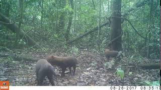 BUSH DOG  Speothos venaticus  AMAZONCAM [upl. by Ardnoik]