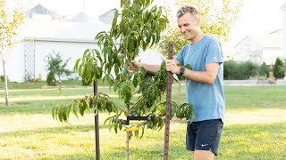 How to Stake a Tree [upl. by Hyacinth]