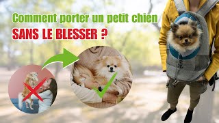 🐶 Comment bien porter mon petit chien  🐾  ✦ 100 POMERANIAN chihuahua louloudepomeranie [upl. by Rauch]