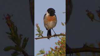 Stonechat Calling shorts [upl. by Danila]