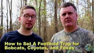 How to Set a Foothold Trap for Foxes Coyotes and Bobcats [upl. by Airamas822]