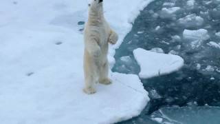 Magic Franz Josef Land [upl. by Ecyned]