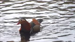 Mandarin Duck Yarner Wood Dartmoor [upl. by Duj]