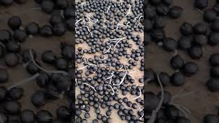 Makhana Production Organic Makhana seed Ready for farming shortvideo shorts [upl. by Kinemod]