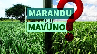 MARANDU ou MAVUNO Qual Capim é Melhor para sua Propriedade  pecuária [upl. by Haynes]