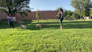 Wimberley amp Oasis leash test [upl. by Laamak]