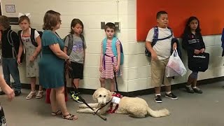 Service dogs attend first day of school [upl. by Wilonah759]