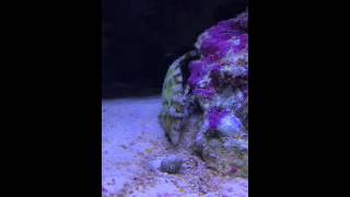 Matted Filefish Eating my Nassarius snails [upl. by Polly]