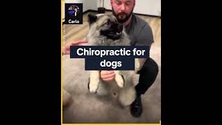 Chiropractic for Dogs [upl. by Ermine577]