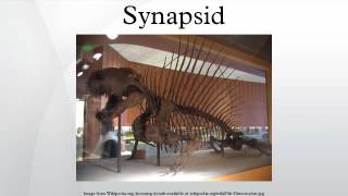 Synapsid [upl. by Joceline]