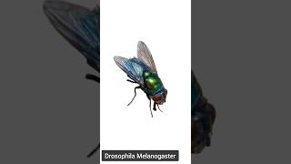 Fruit Fly  A Friendly Fruit Fly  Drosophila Melanogaster  A Brief Introduction To Fruit Fly [upl. by Pasco928]