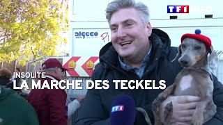 La marche des teckels [upl. by Othella186]