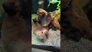 Guarding Huge Pleco Eggs shorts aquarium fishkeeping [upl. by Coop959]