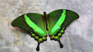 10 Most Beautiful Butterflies on Planet Earth [upl. by Orsay397]