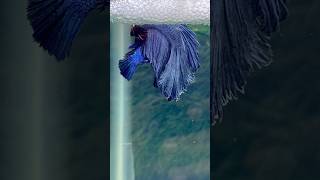 betta fish breeding🤍 Babies final colour [upl. by Karon655]