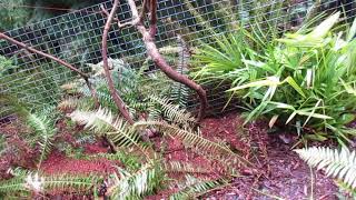 Transplanting Established Kiwi  Actinidia deliciosa Vines in Canada [upl. by Narik]