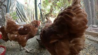 Backyard Chickens Fun Relaxing Chicken Coop Video Sounds Noises Hens Clucking Roosters Crowing [upl. by Qahsi]