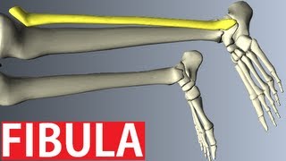 Fibula Anatomy  Lower Limbs Anatomy Tutorial [upl. by Sheeree107]